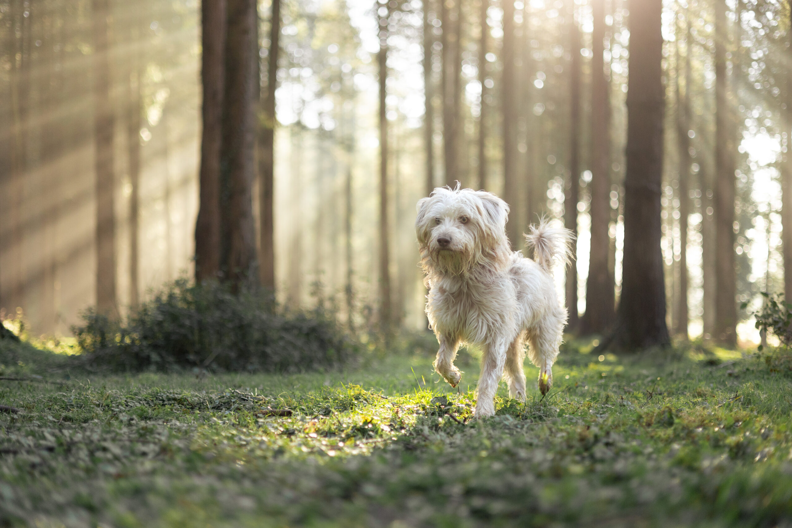 Un photographe canin passionné en Normandie réalise des séances photos sur-mesure