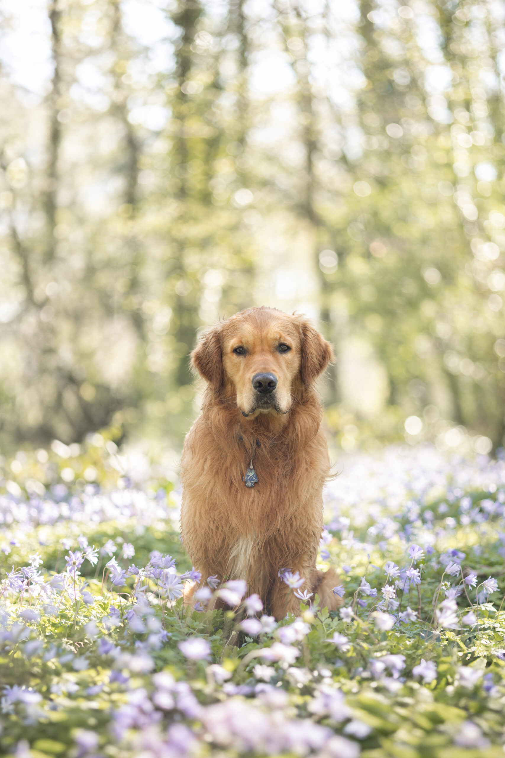 photographe animalier Normandie réalisant une seance photo chien élégante à Caen