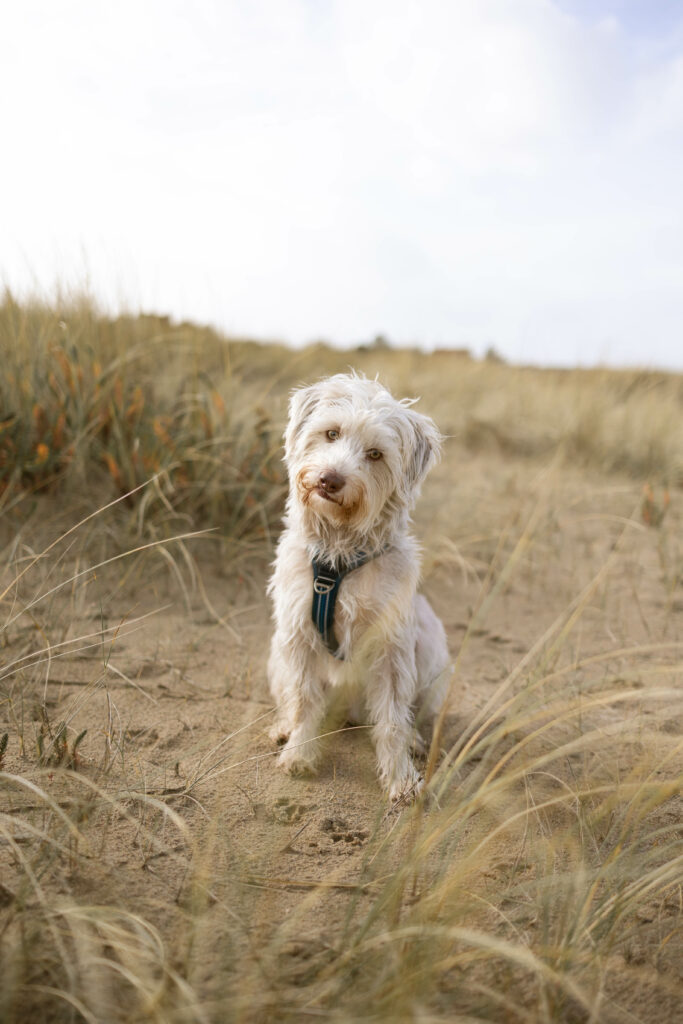 Portrait naturel de chien capturé par photographe animalier à Caen
