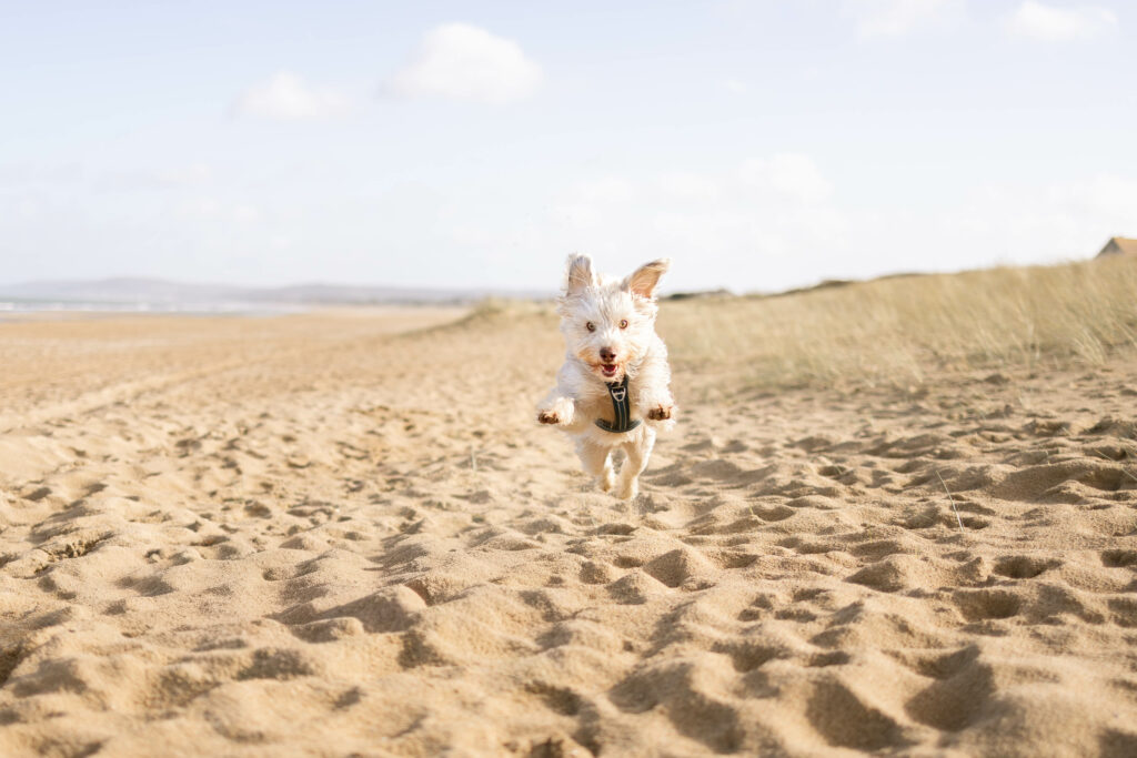 Séance photo cadeau animalière par photographe canin basé à Caen Normandie
