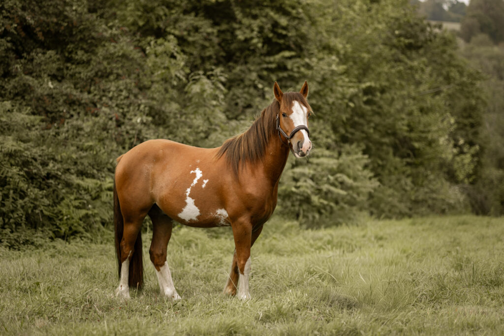 Photographe cheval Normandie capture une séance photo équine authentique dans le Calvados